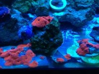 Red Shroom.jpg