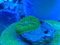 Green Gold Shroom.jpg