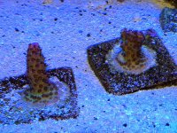 IMG_1219_zps09d3f9f6.jpg