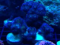 Blue SPS.jpg