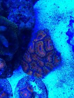 IMG_1484.jpg