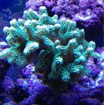 ImageUploadedByReefs1377827305.482394.jpg