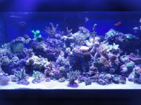 full reef june 30,2013.jpg