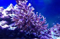 ImageUploadedByReefs1377827327.734437.jpg