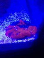 ImageUploadedByReefs1391721470.388658.jpg