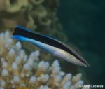 cleaner-wrasse-500.jpg