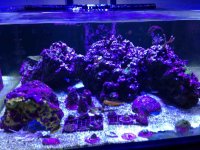 ImageUploadedByReefs2014-05-18 18:40:25 EDT.jpg