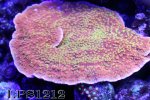 IMG_6164.JPG