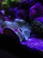 ImageUploadedByReefs1377953314.015861.jpg