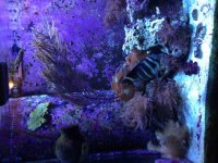 ImageUploadedByReefs1374565152.015648.jpg