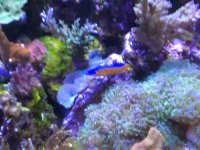 ImageUploadedByReefs1377982083.601161.jpg ImageUploadedByReefs1377982083.601161.jpg