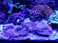 ImageUploadedByReefs1374565152.015648.jpg