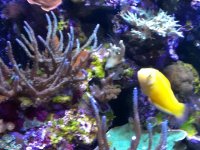 ImageUploadedByReefs1377982092.436101.jpg ImageUploadedByReefs1377982092.436101.jpg