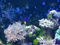 ImageUploadedByReefs1377982099.471829.jpg ImageUploadedByReefs1377982099.471829.jpg