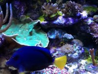 ImageUploadedByReefs1377982119.593048.jpg ImageUploadedByReefs1377982119.593048.jpg