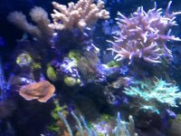 ImageUploadedByReefs1377982126.423687.jpg ImageUploadedByReefs1377982126.423687.jpg