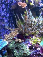 ImageUploadedByReefs1377982134.746002.jpg ImageUploadedByReefs1377982134.746002.jpg