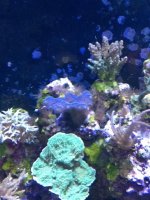 ImageUploadedByReefs1377982155.624372.jpg ImageUploadedByReefs1377982155.624372.jpg