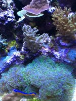 ImageUploadedByReefs1377982164.686579.jpg ImageUploadedByReefs1377982164.686579.jpg