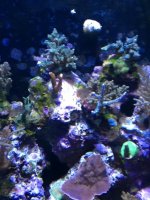 ImageUploadedByReefs1377982174.094636.jpg ImageUploadedByReefs1377982174.094636.jpg