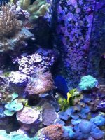 ImageUploadedByReefs1377982193.618247.jpg ImageUploadedByReefs1377982193.618247.jpg
