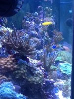 ImageUploadedByReefs1377982209.917536.jpg ImageUploadedByReefs1377982209.917536.jpg