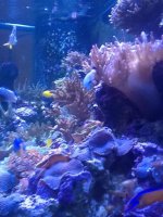 ImageUploadedByReefs1377982222.375619.jpg ImageUploadedByReefs1377982222.375619.jpg