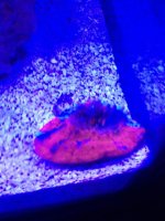 ImageUploadedByReefs1391793323.807551.jpg