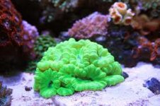 Candy Cane Coral.jpg