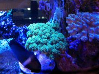ImageUploadedByReefs1374565152.015648.jpg