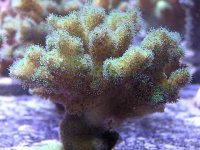 ORA_Yellowgreen_pocillopora_resized.JPG