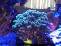 ImageUploadedByReefs1374565152.015648.jpg