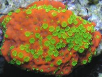 Sunset Montipora.jpg