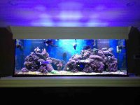 ImageUploadedByReefs1381955352.020809.jpg ImageUploadedByReefs1381955352.020809.jpg