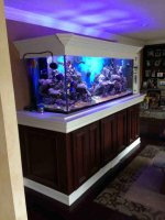 ImageUploadedByReefs1381955379.920316.jpg ImageUploadedByReefs1381955379.920316.jpg