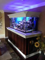 ImageUploadedByReefs1381955406.770684.jpg ImageUploadedByReefs1381955406.770684.jpg
