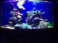 ImageUploadedByReefs2014-03-19 17:16:03 EDT.jpg