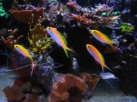 anthias.jpg