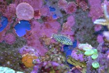 AAA 5-14-07 1 003.jpg