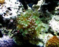 4-22-06 frogspawn 2 small.jpg
