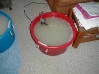 red bucket.JPG