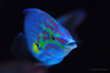 wrasse face.jpg wrasse face.jpg