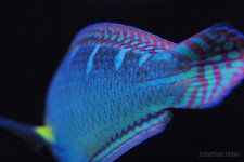 W tail.jpg W tail.jpg