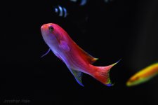 super anthias.jpg super anthias.jpg