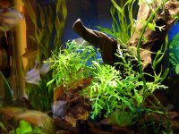 freshwater 003.jpg