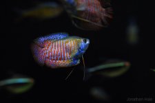 gourami.jpg gourami.jpg