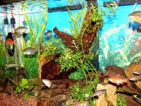 freshwater 004.jpg
