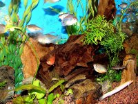freshwater 006.jpg