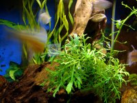 freshwater 007.jpg