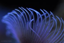 feather.jpg feather.jpg